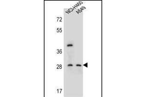 STS1 Antibody (Center) (ABIN655762 and ABIN2845205) western blot analysis in NCI-,A549 cell line lysates (35 μg/lane). (SPATS1 抗体  (AA 172-201))