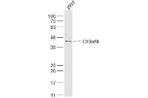 293T lysates probed with C10orf4 Polyclonal Antibody, Unconjugated  at 1:300 dilution and 4˚C overnight incubation. (FRA10AC1 抗体)