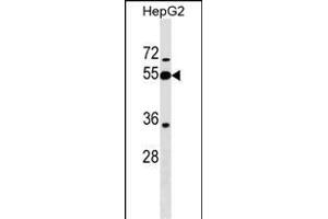 PI16 Antibody (Center) (ABIN1538274 and ABIN2849283) western blot analysis in HepG2 cell line lysates (35 μg/lane). (PI16 抗体  (AA 301-329))