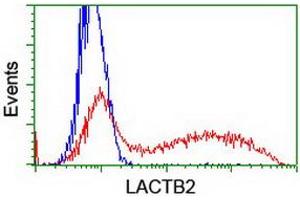 HEK293T cells transfected with either RC201465 overexpress plasmid (Red) or empty vector control plasmid (Blue) were immunostained by anti-LACTB2 antibody (ABIN2454348), and then analyzed by flow cytometry. (LACTB2 抗体)