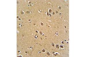 Formalin fixed, paraffin embedded human brain tissue stained with RFT1 Antibody (C-term) followed by peroxidase conjugation of the secondary antibody and DAB staining. (RFT1 抗体  (C-Term))