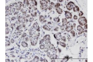 Immunoperoxidase of monoclonal antibody to STK40 on formalin-fixed paraffin-embedded human pancreas. (STK40 抗体  (AA 349-434))