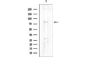Western blot analysis of lysates from Rat brain, using TAS1R1 Antibody at 1/1000 dilution.