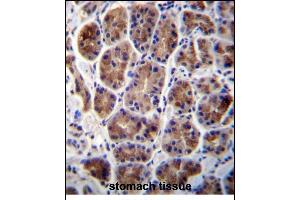 N2A2 Antibody (Center) (ABIN656432 and ABIN2845722) immunohistochemistry analysis in forlin fixed and paraffin embedded hun stoch tissue followed by peroxidase conjugation of the secondary antibody and DAB staining.