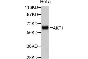 Western blot analysis of extracts of HeLa cells, using AKT1 antibody (ABIN5999499). (AKT1 抗体)