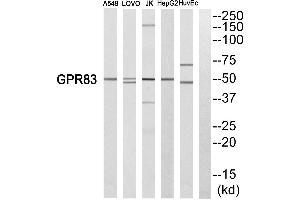 Western blot analysis of extracts from A549 cells, LOVO cells, Jurkat cells, HepG2 cells and HuvEc cells, using GPR83 antibody. (GPR83 抗体  (C-Term))
