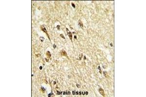 Formalin-fixed and paraffin-embedded human brain reacted with MOUSE VGLU2 Antibody (C-term), which was peroxidase-conjugated to the secondary antibody, followed by DAB staining. (VGLU-2 抗体  (C-Term))