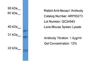 WB Suggested Anti-Necap1  Antibody Titration: 0. (NECAP1 抗体  (N-Term))