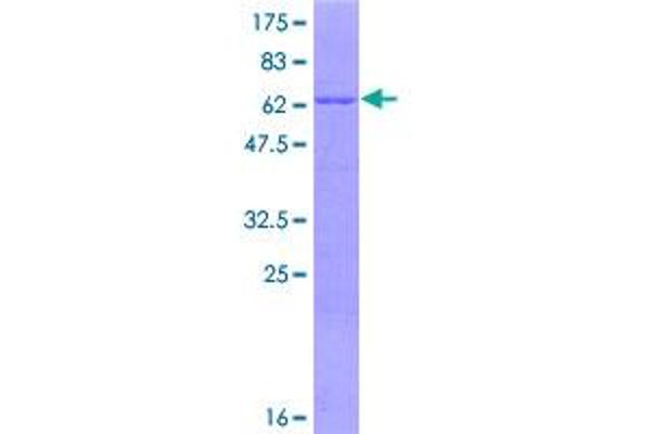 HSPBP1 Protein (AA 1-359) (GST tag)