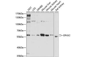 Western blot analysis of extracts of various cell lines, using EPHX2 antibody (ABIN3015667, ABIN3015668, ABIN1679738 and ABIN6219019) at 1:1000 dilution. (EPHX2 抗体)