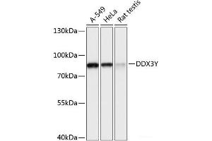 Western blot analysis of extracts of various cell lines using DDX3Y Polyclonal Antibody at dilution of 1:3000. (DDX3Y 抗体)