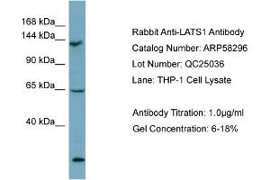 Western Blotting (WB) image for anti-LATS, Large Tumor Suppressor, Homolog 1 (Drosophila) (LATS1) (Middle Region) antibody (ABIN2787626)