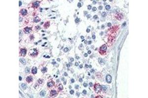 IHC analysis of FFPE human testis tissue stained with EZH2 antibody (EZH2 抗体)