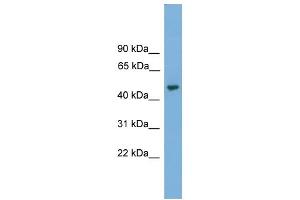 WB Suggested Anti-NARF Antibody Titration: 0. (NARF 抗体  (Middle Region))