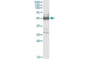 Immunoprecipitation of PLA2G15 transfected lysate using anti-PLA2G15 MaxPab rabbit polyclonal antibody and Protein A Magnetic Bead , and immunoblotted with PLA2G15 purified MaxPab mouse polyclonal antibody (B01P) . (PLA2G15 抗体  (AA 1-412))