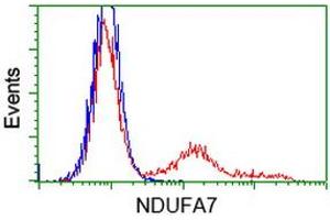 HEK293T cells transfected with either RC200534 overexpress plasmid (Red) or empty vector control plasmid (Blue) were immunostained by anti-NDUFA7 antibody (ABIN2454404), and then analyzed by flow cytometry. (NDUFA7 抗体)