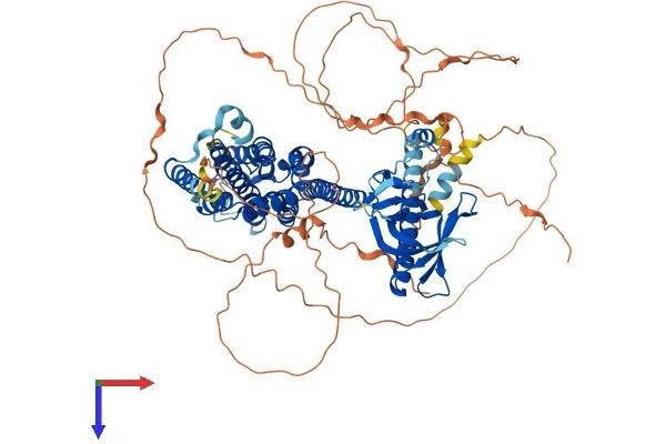 PLEKHG6 Protein (AA 1-787) (His tag)