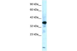 Western Blotting (WB) image for anti-Zinc Finger Protein-Like 1 (ZFPL1) antibody (ABIN2460920) (ZFPL1 抗体)
