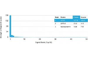 Analysis of Protein Array containing >19,000 full-length human proteins using Granzyme B Monospecific Mouse Monoclonal Antibody (GZMB/3014) Z- and S- Score: The Z-score represents the strength of a signal that a monoclonal antibody (MAb) (in combination with a fluorescently-tagged anti-IgG secondary antibody) produces when binding to a particular protein on the HuProtTM array. (GZMB 抗体  (AA 73-187))