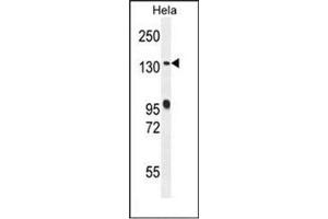 Western blot analysis of RAB6IP1 / DENND5A Antibody (Center) in Hela cell line lysates (35ug/lane).