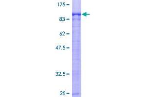 ARNT2 Protein (AA 1-716) (GST tag)