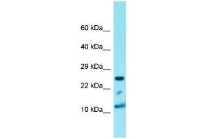 Western Blotting (WB) image for anti-Histone Cluster 1, H4a (HIST1H4A) (N-Term) antibody (ABIN2774551) (HIST1H4A 抗体  (N-Term))