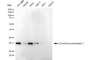 anti-Glutathione Peroxidase 1 (GPX1) antibody
