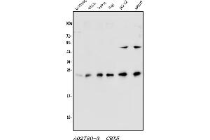 Western blot analysis of HP1 alpha/CBX5 using anti-HP1 alpha/CBX5 antibody (ABIN7599058).