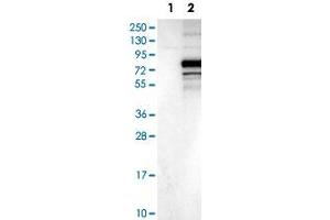 Western Blot analysis of Lane 1: negative control (vector only transfected HEK293T cell lysate) and Lane 2: over-expression lysate (co-expressed with a C-terminal myc-DDK tag in mammalian HEK293T cells) with C3orf39 polyclonal antibody . (C3orf39 抗体)