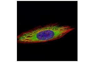ICC/IF Image Confocal immunofluorescence analysis (Olympus FV10i) of methanol-fixed HeLa, using ENO3, antibody (Green) at 1:500 dilution. (ENO3 抗体)