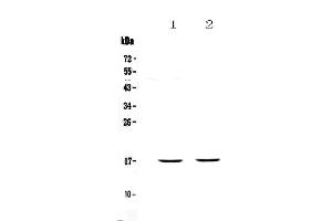 Western blot analysis of PLAC9 using anti-PLAC9 antibody . (PLAC9 抗体  (AA 30-81))