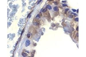 Immunohistochemistry of ICAD in mouse lung tissue with ICAD antibody at 2 μg/ml. (DFFA 抗体  (N-Term))