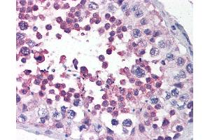 Anti-LRRC1 / LANO antibody IHC of human testis. (LRRC1 抗体  (C-Term))