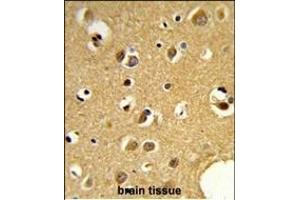 Formalin-fixed and paraffin-embedded human brain tissue reacted with SNRPC Antibody (C-term) (ABIN389354 and ABIN2839460) , which was peroxidase-conjugated to the secondary antibody, followed by DAB staining. (SNRPC 抗体  (C-Term))