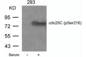 Western blot analysis of extracts from 293 cells untreated or treated with serum using cdc25C(Phospho-Ser216) Antibody. (CDC25C 抗体  (pSer216))