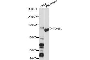 Western blot analysis of extracts of various cell lines, using TONSL antibody (ABIN6293687) at 1:3000 dilution. (NFKBIL2 抗体)