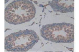 Detection of MAPT in Rat Testis Tissue using Polyclonal Antibody to Tau Protein (MAPT) (tau 抗体  (AA 34-368))