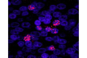 Immunofluorescence (IF) image for anti-Zinc Fingers and Homeoboxes 3 (ZHX3) (AA 150-200) antibody (ABIN7449040)