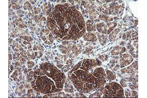 Image no. 1 for anti-Cytochrome C Oxidase Subunit VIc (COX6C) antibody (ABIN1497586) (COX6C 抗体)