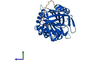 AlphaFold protein structure predicition of Human Recombinant SERPINB1 Protein, UniprotID P30740