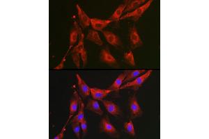 Immunofluorescence analysis of NIH-3T3 cells using FBP1 Rabbit pAb (ABIN6130385, ABIN6140501, ABIN6140502 and ABIN6221054) at dilution of 1:100 (40x lens).