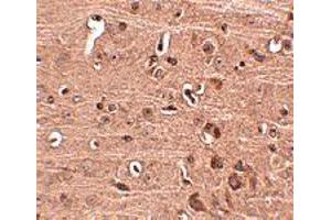 Immunohistochemistry of GLE1 in mouse brain tissue with GLE1 polyclonal antibody  at 2. (GLE1 抗体  (C-Term))