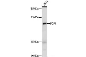 Western blot analysis of extracts of 293T cells using FCF1 Polyclonal Antibody at dilution of 1:1000. (FCF1 抗体)