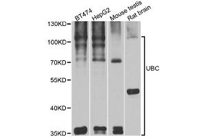 Western blot analysis of extracts of various cell lines, using UBC antibody. (UBC 抗体)