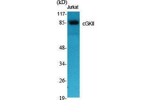 Western Blot (WB) analysis of specific cells using cGKII Polyclonal Antibody. (PRKG2 抗体  (Internal Region))