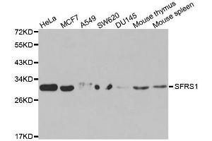 Western blot analysis of extracts of various cell lines, using SRSF1 antibody. (SRSF1 抗体  (pSer1))