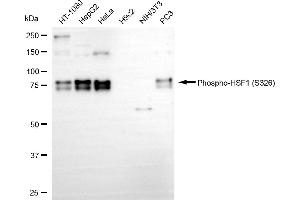 Western blotting analysis using Phospho-HSF1 (S326) antibody (ABIN7798863). (Recombinant HSF1 抗体  (pSer326))