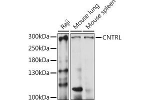 Western blot analysis of extracts of various cell lines, using CNTRL antibody (ABIN7266270) at 1:1000 dilution. (Centriolin 抗体  (AA 250-500))