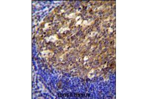 PTK9L Antibody immunohistochemistry analysis in formalin fixed and paraffin embedded human tonsil tissue followed by peroxidase conjugation of the secondary antibody and DAB staining. (TWF2 抗体  (N-Term))