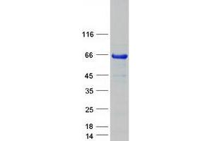 Western Blotting (WB) image for SRY (Sex Determining Region Y)-Box 10 (SOX10) protein (Myc-DYKDDDDK Tag) (ABIN2732430)